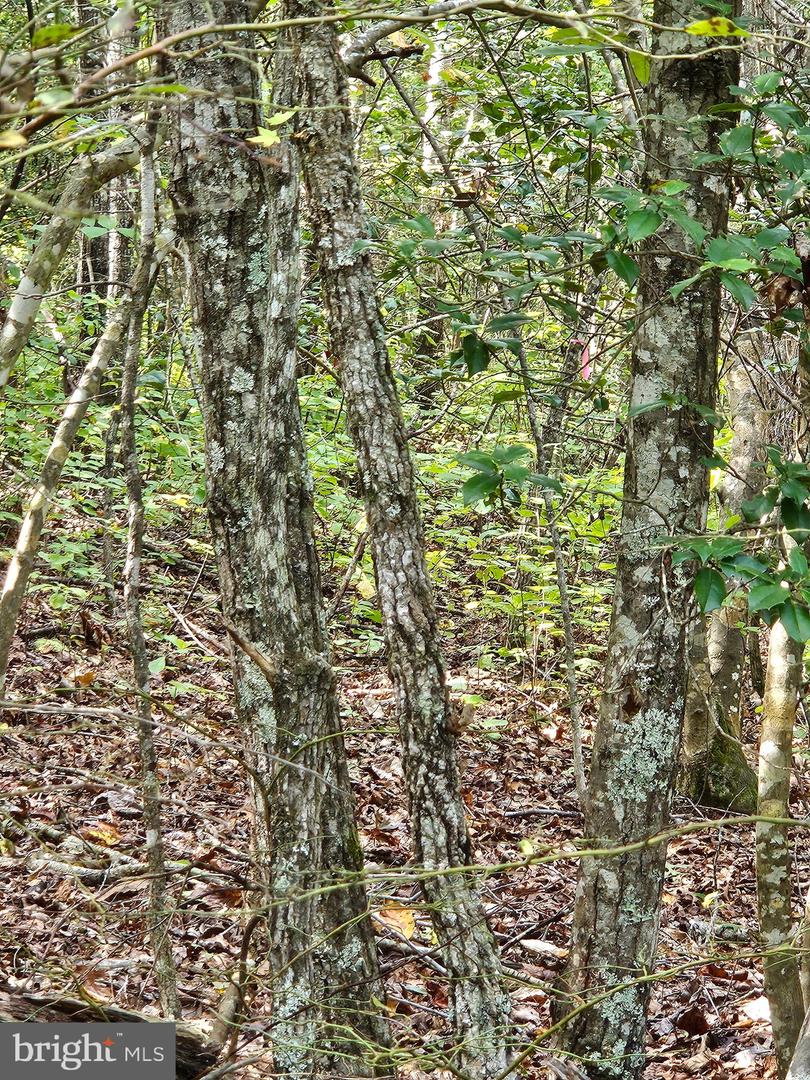 00 OFF OF LONG BRANCH RD, WOODFORD, Virginia 22580, ,Land,For sale,00 OFF OF LONG BRANCH RD,VACV2008996 MLS # VACV2008996