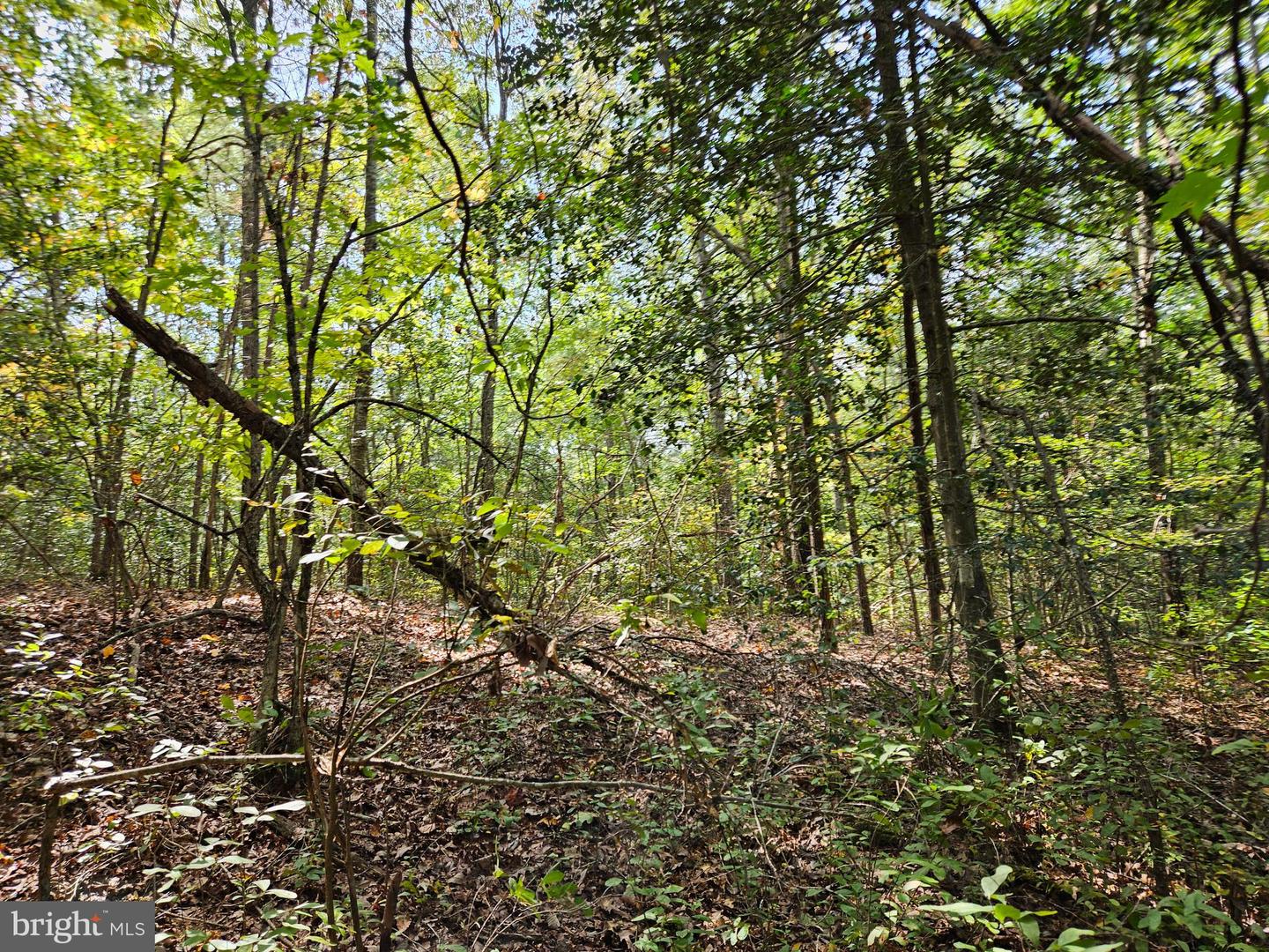 00 OFF OF LONG BRANCH RD, WOODFORD, Virginia 22580, ,Land,For sale,00 OFF OF LONG BRANCH RD,VACV2008996 MLS # VACV2008996