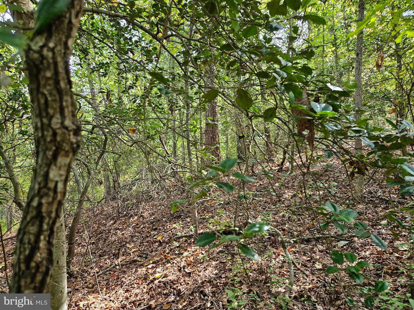 00 OFF OF LONG BRANCH RD, WOODFORD, Virginia 22580, ,Land,For sale,00 OFF OF LONG BRANCH RD,VACV2008996 MLS # VACV2008996