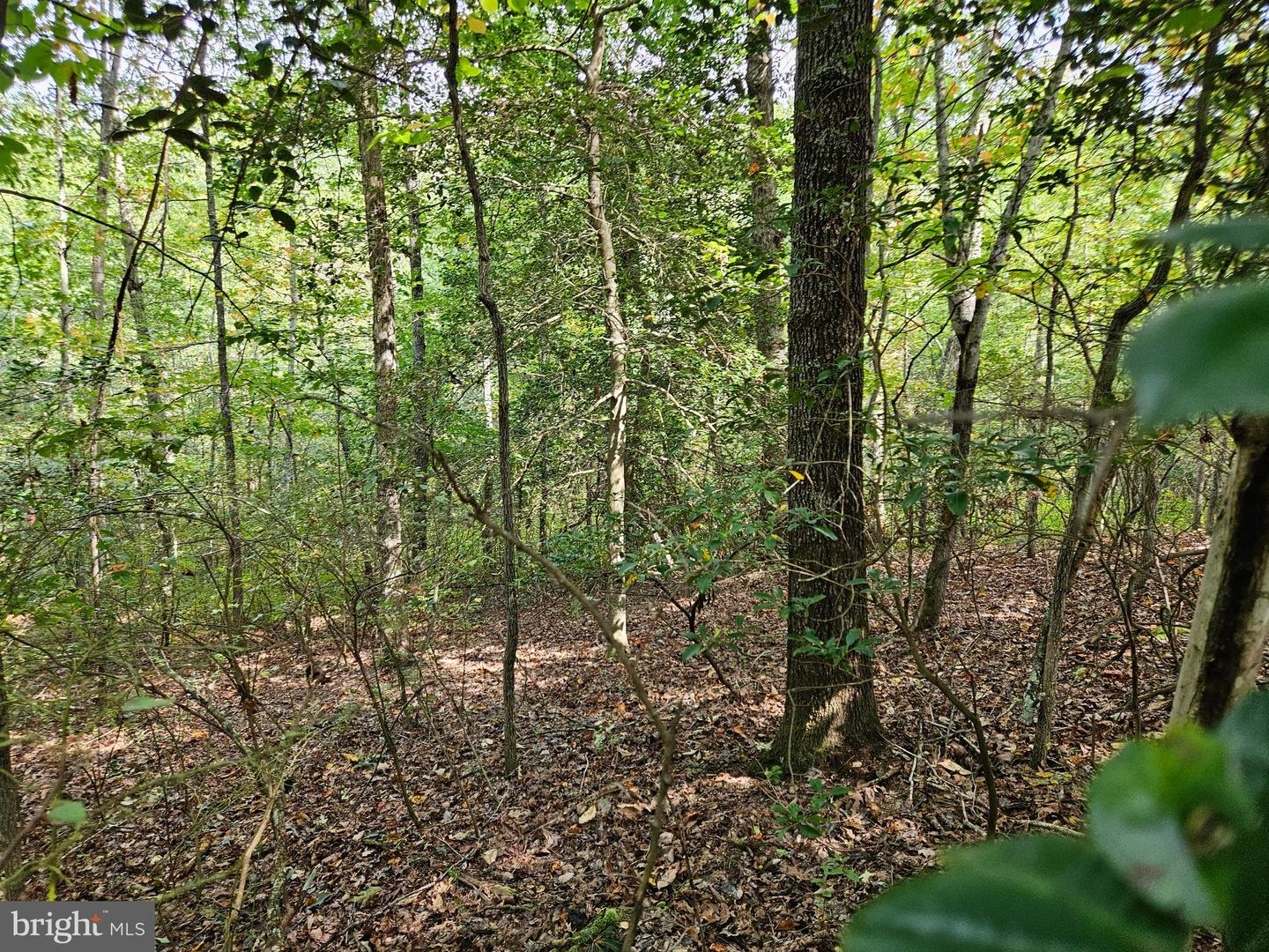 00 OFF OF LONG BRANCH RD, WOODFORD, Virginia 22580, ,Land,For sale,00 OFF OF LONG BRANCH RD,VACV2008996 MLS # VACV2008996