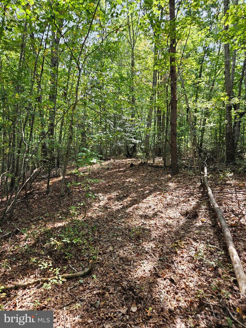 00 OFF OF LONG BRANCH RD, WOODFORD, Virginia 22580, ,Land,For sale,00 OFF OF LONG BRANCH RD,VACV2008996 MLS # VACV2008996