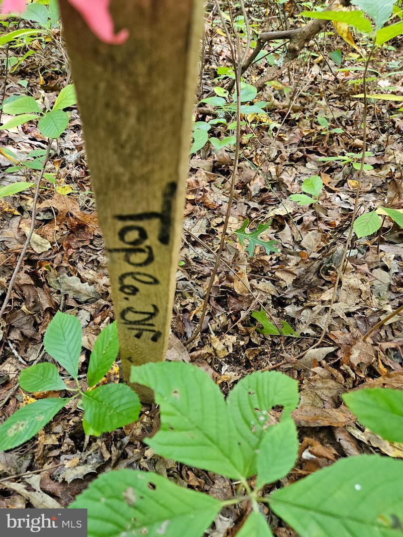 00 OFF OF LONG BRANCH RD, WOODFORD, Virginia 22580, ,Land,For sale,00 OFF OF LONG BRANCH RD,VACV2008996 MLS # VACV2008996