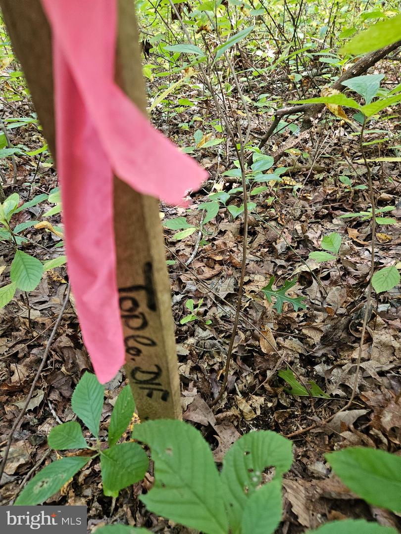 00 OFF OF LONG BRANCH RD, WOODFORD, Virginia 22580, ,Land,For sale,00 OFF OF LONG BRANCH RD,VACV2008996 MLS # VACV2008996