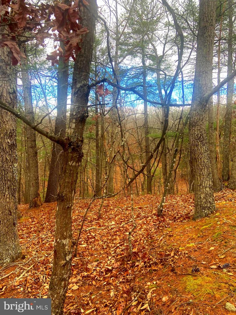 SPITZ LN, BASYE, Virginia 22810, ,Land,For sale,SPITZ LN,VASH2013020 MLS # VASH2013020 SPITZ LN, BASYE, Virginia 22810, ,Land,For sale,SPITZ LN,VASH2013020 MLS # VASH2013020