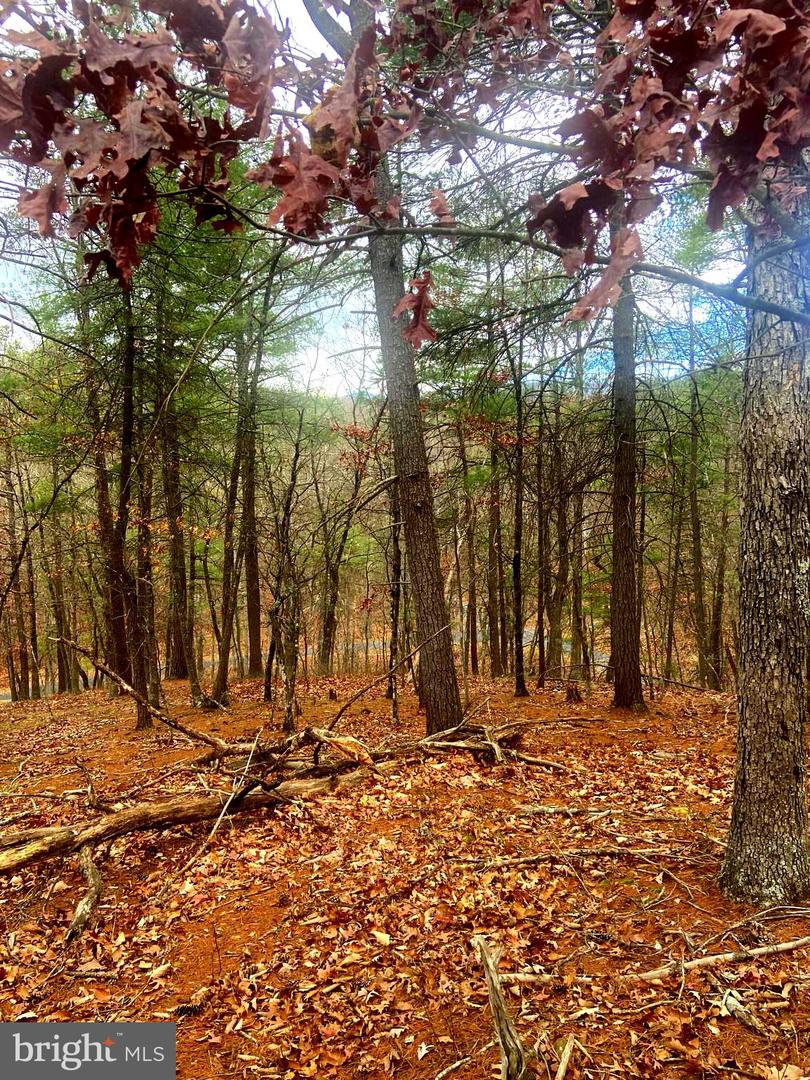 SPITZ LN, BASYE, Virginia 22810, ,Land,For sale,SPITZ LN,VASH2013020 MLS # VASH2013020 SPITZ LN, BASYE, Virginia 22810, ,Land,For sale,SPITZ LN,VASH2013020 MLS # VASH2013020