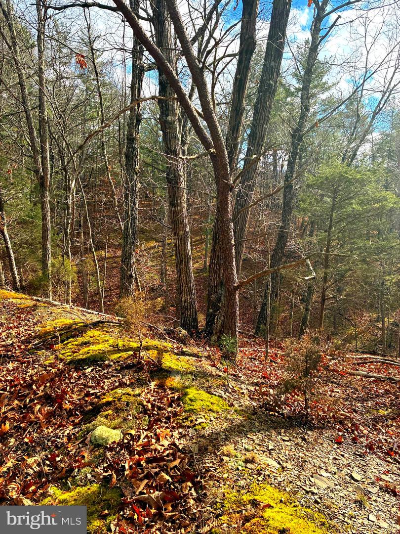 KING ST, BASYE, Virginia 22810, ,Land,For sale,KING ST,VASH2013230 MLS # VASH2013230 KING ST, BASYE, Virginia 22810, ,Land,For sale,KING ST,VASH2013230 MLS # VASH2013230