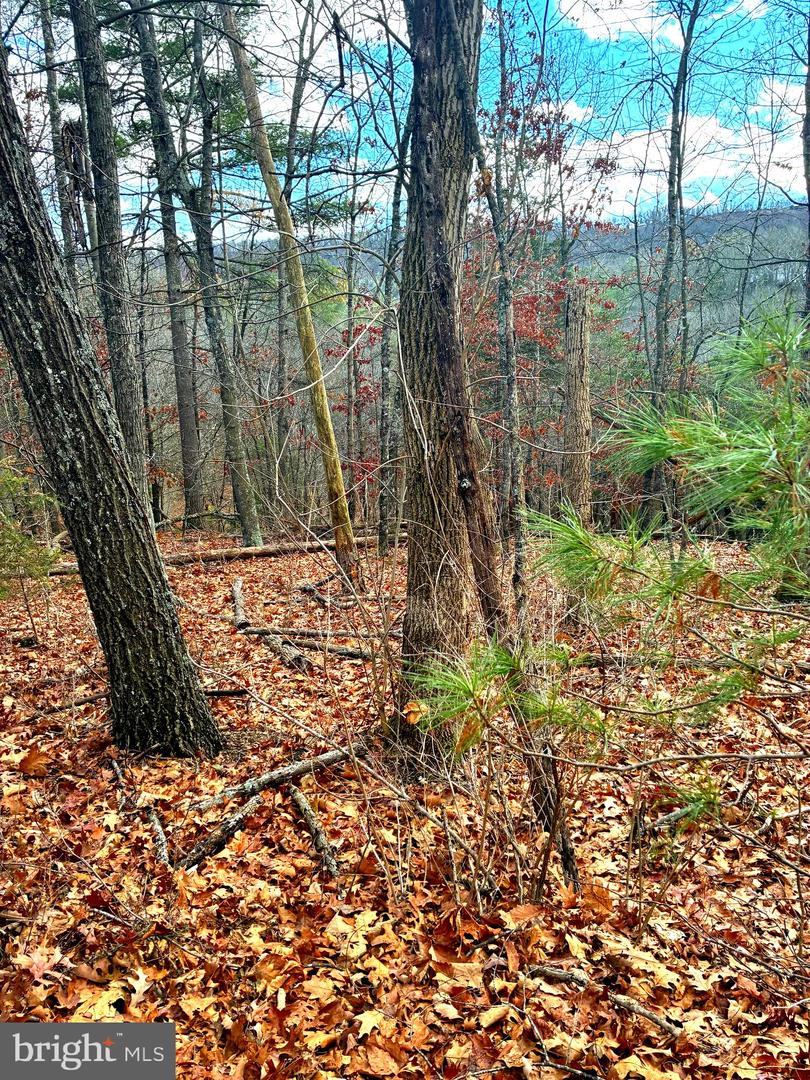 SPITZ LN, BASYE, Virginia 22810, ,Land,For sale,SPITZ LN,VASH2013232 MLS # VASH2013232 SPITZ LN, BASYE, Virginia 22810, ,Land,For sale,SPITZ LN,VASH2013232 MLS # VASH2013232