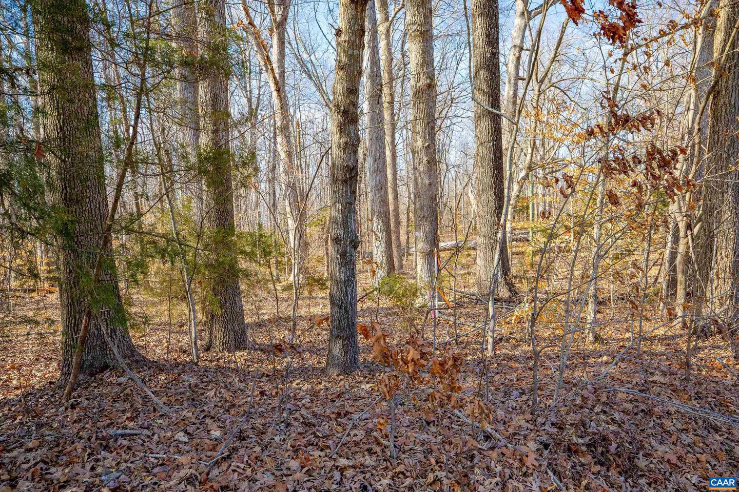 TBD REDD SHOP RD, FARMVILLE, Virginia 23901, ,Land,For sale,TBD REDD SHOP RD,673289 MLS # 673289 TBD REDD SHOP RD, FARMVILLE, Virginia 23901, ,Land,For sale,TBD REDD SHOP RD,673289 MLS # 673289