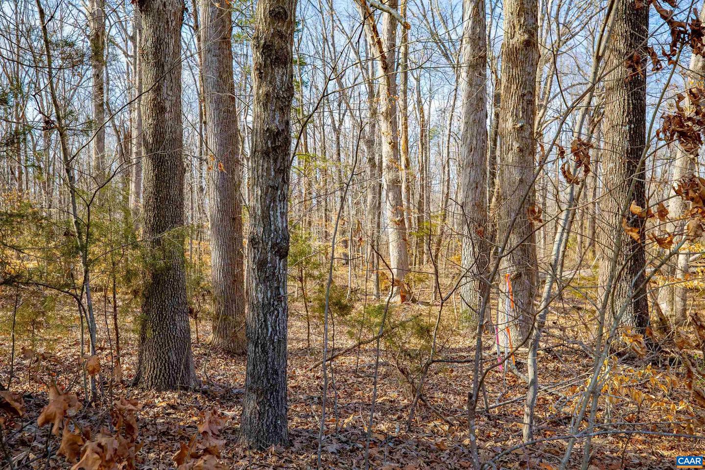 TBD REDD SHOP RD, FARMVILLE, Virginia 23901, ,Land,For sale,TBD REDD SHOP RD,673289 MLS # 673289 TBD REDD SHOP RD, FARMVILLE, Virginia 23901, ,Land,For sale,TBD REDD SHOP RD,673289 MLS # 673289