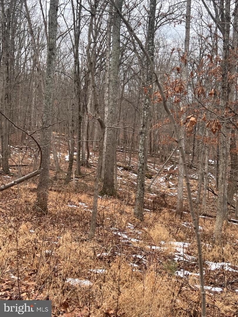 HUMMINGBIRD LN, STAR TANNERY, Virginia 22654, ,Land,For sale,HUMMINGBIRD LN,VASH2013572 MLS # VASH2013572