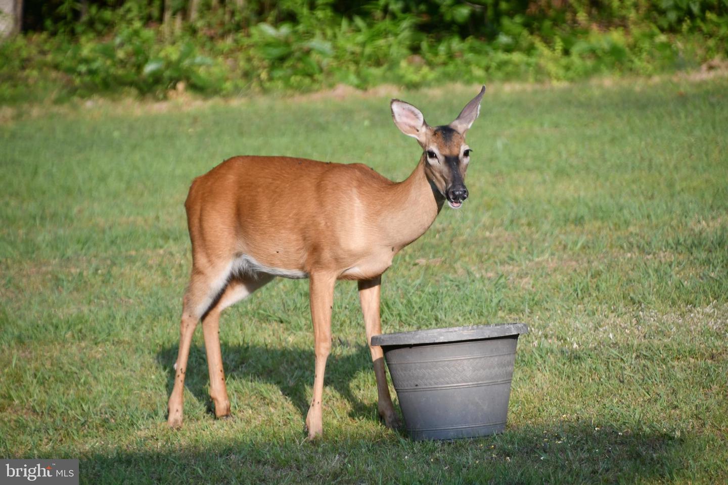 770 POPLAR RD, STAFFORD, Virginia 22556, 4 Bedrooms Bedrooms, ,2 BathroomsBathrooms,Residential,For sale,770 POPLAR RD,VAST2038588 MLS # VAST2038588