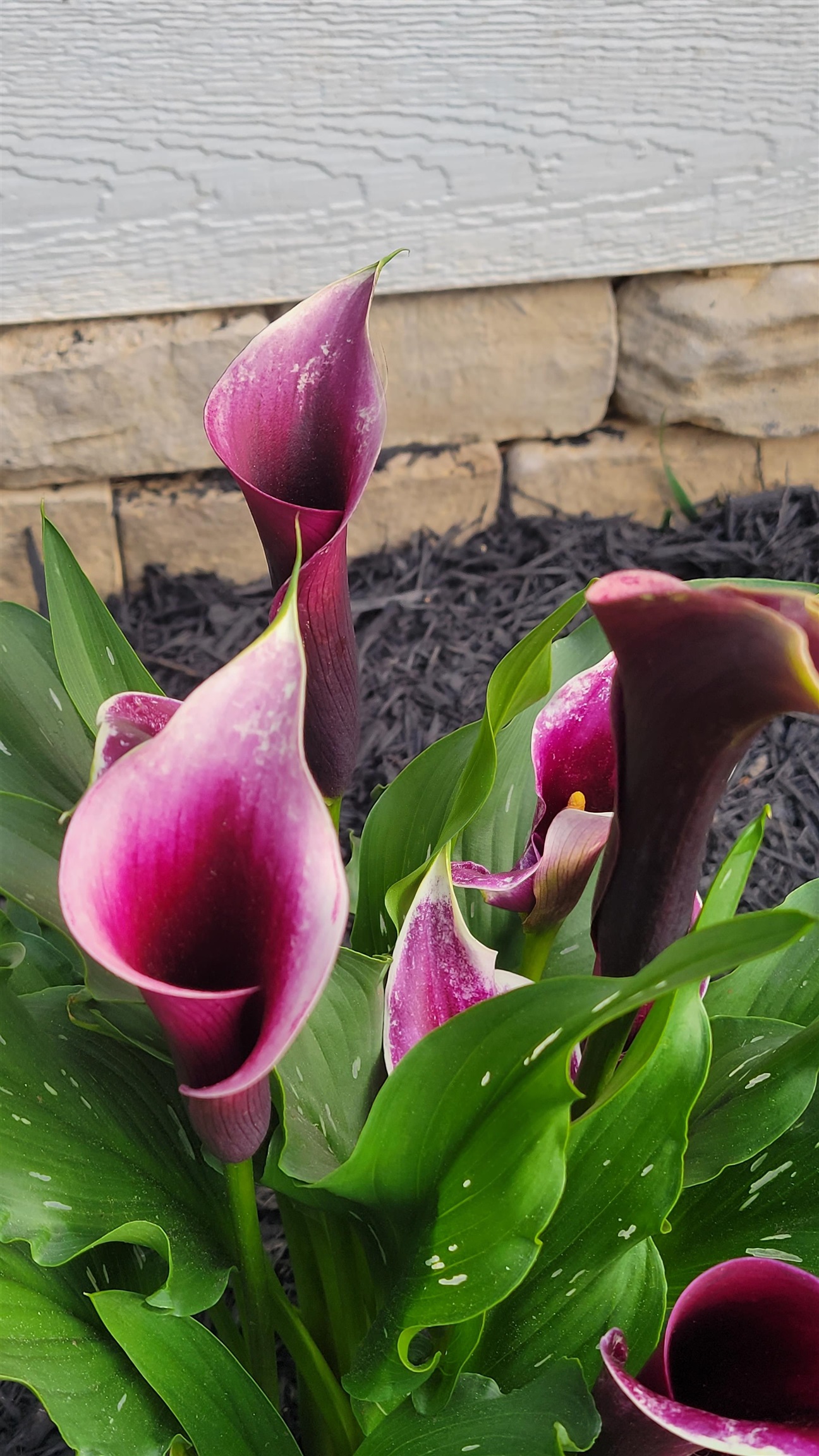 2531 HERMITAGE RD, WAYNESBORO, Virginia 22980, 4 Bedrooms Bedrooms, ,3 BathroomsBathrooms,Residential,One Smart Home, in every way!,2531 HERMITAGE RD,673399 MLS # 673399 2531 HERMITAGE RD, WAYNESBORO, Virginia 22980, 4 Bedrooms Bedrooms, ,3 BathroomsBathrooms,Residential,One Smart Home, in every way!,2531 HERMITAGE RD,673399 MLS # 673399