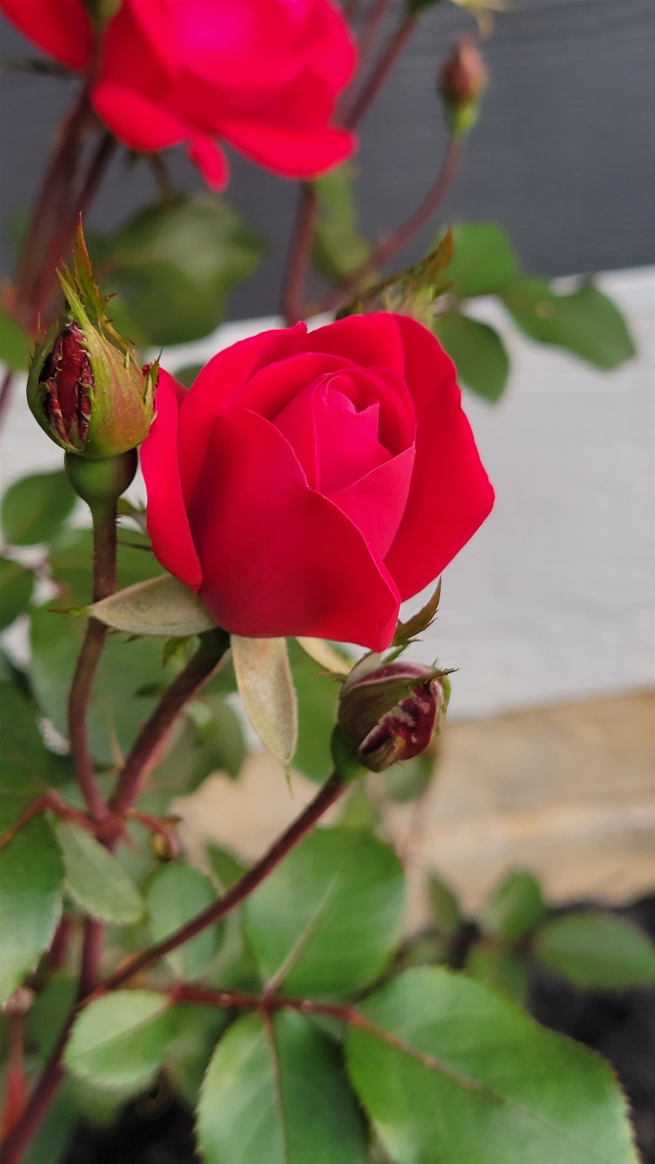 2531 HERMITAGE RD, WAYNESBORO, Virginia 22980, 4 Bedrooms Bedrooms, ,3 BathroomsBathrooms,Residential,One Smart Home, in every way!,2531 HERMITAGE RD,673399 MLS # 673399 2531 HERMITAGE RD, WAYNESBORO, Virginia 22980, 4 Bedrooms Bedrooms, ,3 BathroomsBathrooms,Residential,One Smart Home, in every way!,2531 HERMITAGE RD,673399 MLS # 673399