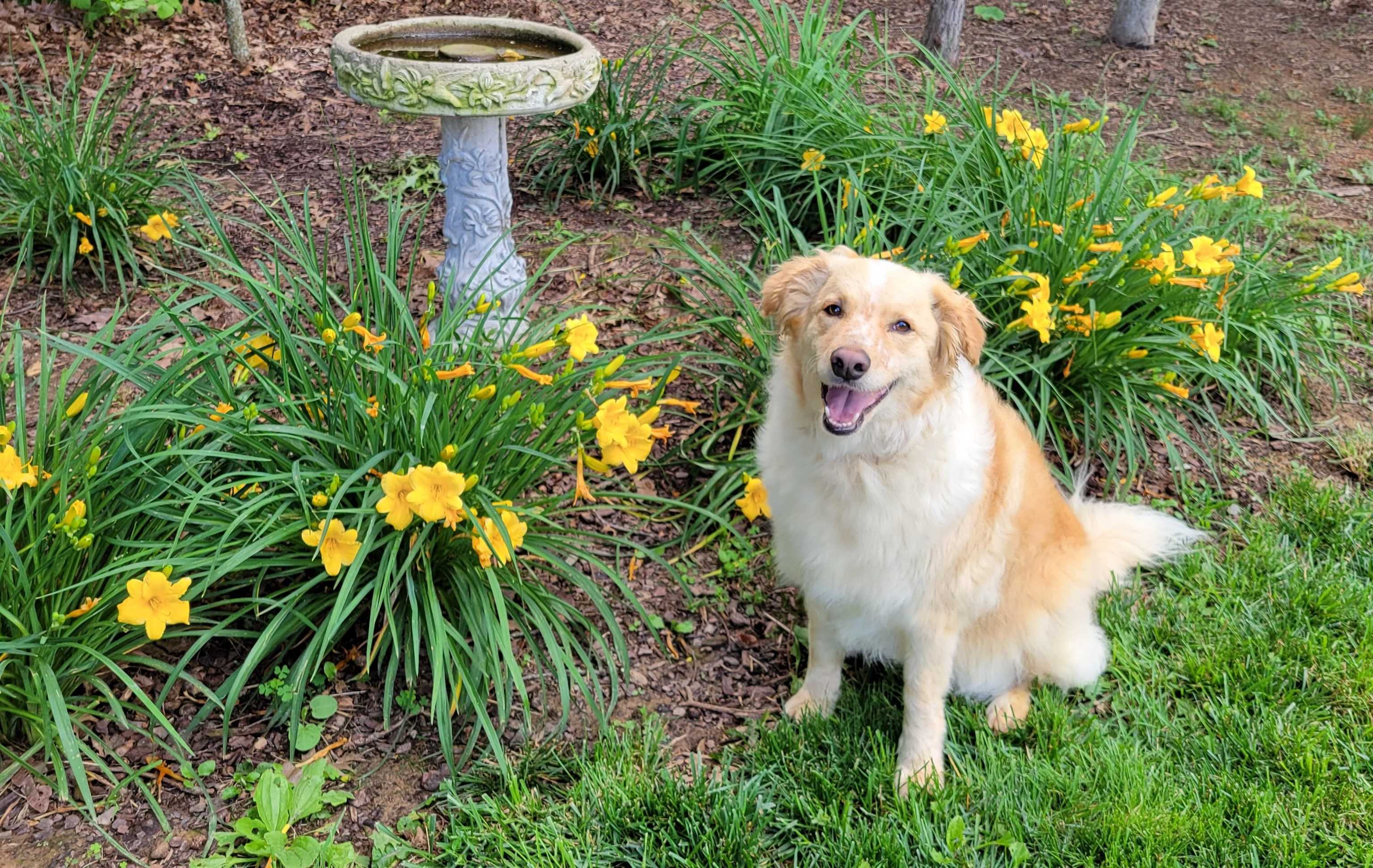 2531 HERMITAGE RD, WAYNESBORO, Virginia 22980, 4 Bedrooms Bedrooms, ,3 BathroomsBathrooms,Residential,One Smart Home, in every way!,2531 HERMITAGE RD,673399 MLS # 673399 2531 HERMITAGE RD, WAYNESBORO, Virginia 22980, 4 Bedrooms Bedrooms, ,3 BathroomsBathrooms,Residential,One Smart Home, in every way!,2531 HERMITAGE RD,673399 MLS # 673399