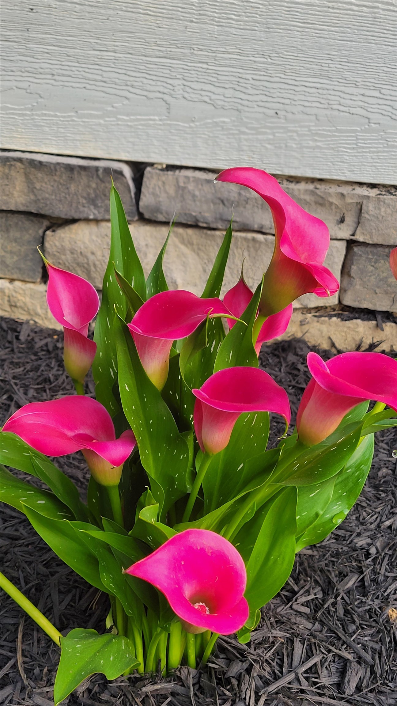 Under all the snow! Under all the snow!