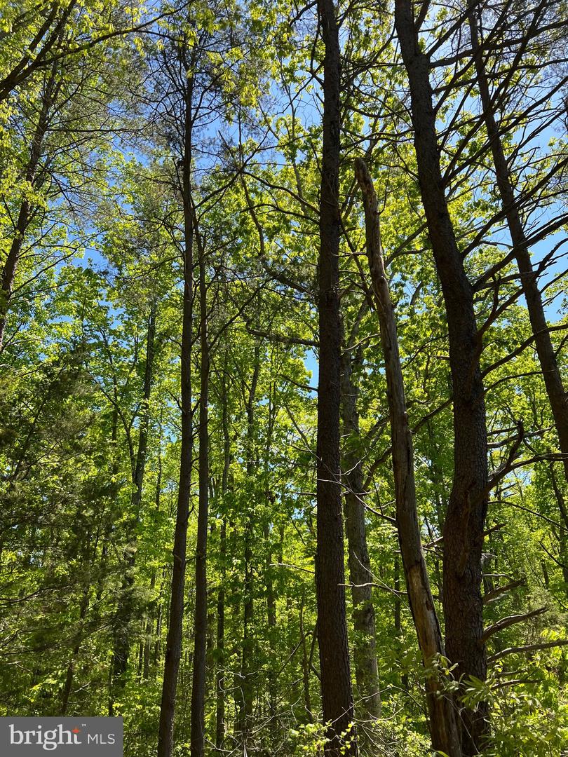 ELK RUN, BEALETON, Virginia 22712, ,Land,For sale,ELK RUN,VAFQ2020374 MLS # VAFQ2020374 ELK RUN, BEALETON, Virginia 22712, ,Land,For sale,ELK RUN,VAFQ2020374 MLS # VAFQ2020374