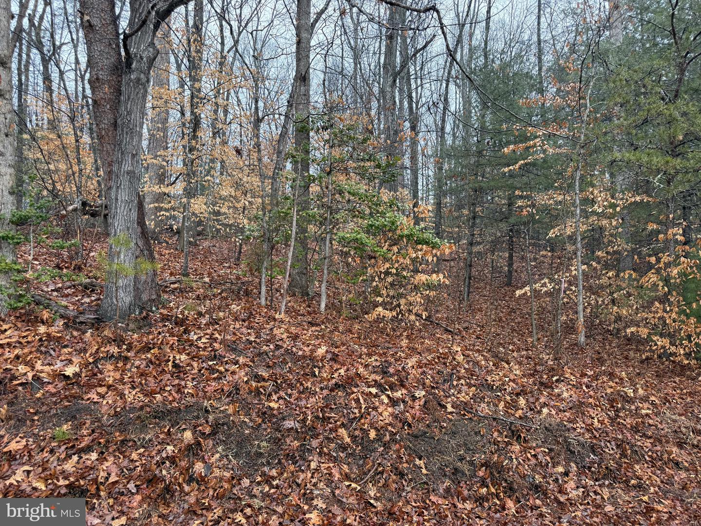 0 TATUM SCHOOL RD, MADISON, Virginia 22727, ,Land,For sale,0 TATUM SCHOOL RD,VAMA2002608 MLS # VAMA2002608