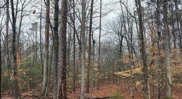 0 TATUM SCHOOL RD, MADISON, Virginia 22727, ,Land,For sale,0 TATUM SCHOOL RD,VAMA2002608 MLS # VAMA2002608