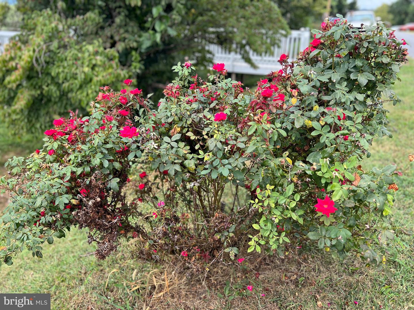 411 SHENANDOAH AVE, SHENANDOAH, Virginia 22849, 3 Bedrooms Bedrooms, ,1 BathroomBathrooms,Residential,For sale,411 SHENANDOAH AVE,VAPA2005294 MLS # VAPA2005294