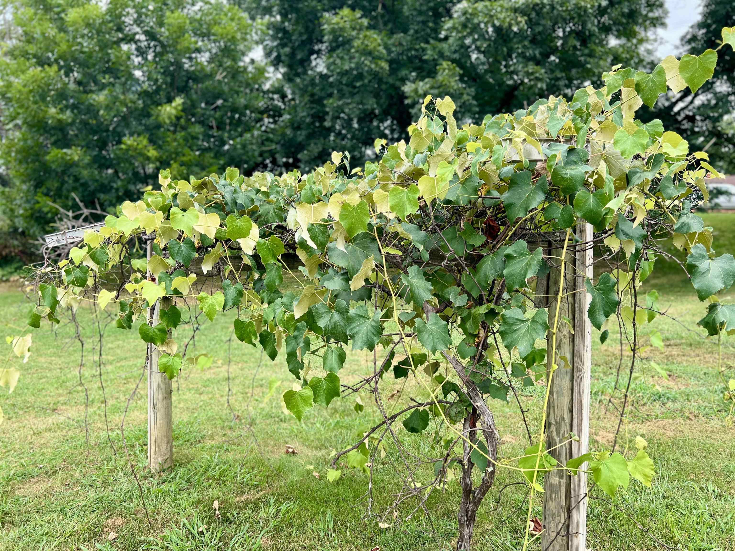 411 SHENANDOAH AVE, SHENANDOAH, Virginia 22849, 3 Bedrooms Bedrooms, ,1 BathroomBathrooms,Residential,411 SHENANDOAH AVE,668256 MLS # 668256