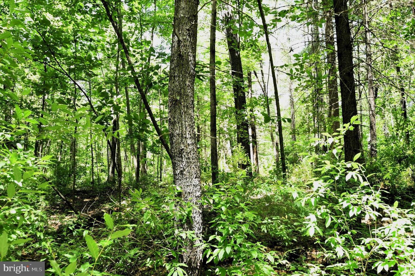 SLATE MILLS ROAD, SPERRYVILLE, Virginia 22740, ,Farm,For sale,SLATE MILLS ROAD,VARP2001592 MLS # VARP2001592 SLATE MILLS ROAD, SPERRYVILLE, Virginia 22740, ,Farm,For sale,SLATE MILLS ROAD,VARP2001592 MLS # VARP2001592