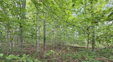 230 BEECH NUT DR #951 & 952, LOUISA, Virginia 23093, ,Land,For sale,230 BEECH NUT DR #951 & 952,669149 MLS # 669149