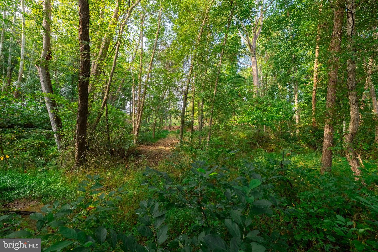 16300 PLEASANT MILL ROAD, MONTPELIER, Virginia 23192, ,Land,For sale,16300 PLEASANT MILL ROAD,VAHA2001106 MLS # VAHA2001106