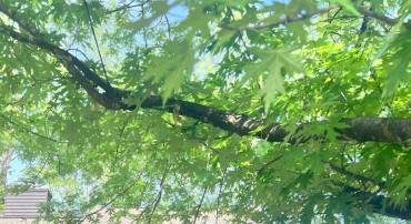 1518 BIRNAM DR, CHARLOTTESVILLE, Virginia 22901, 2 Bedrooms Bedrooms, ,2 BathroomsBathrooms,Residential,For sale,1518 BIRNAM DR,673512 MLS # 673512