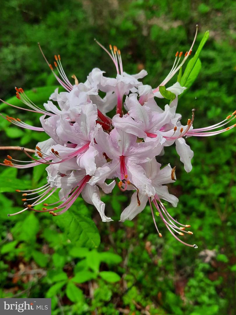 13437 BRISTOW RD, NOKESVILLE, Virginia 20181, 4 Bedrooms Bedrooms, 7 Rooms Rooms,3 BathroomsBathrooms,Residential,For sale,13437 BRISTOW RD,VAPW2106370 MLS # VAPW2106370