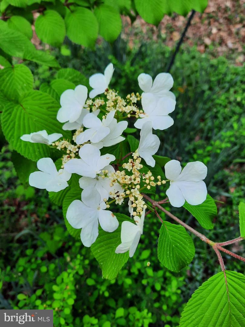 13437 BRISTOW RD, NOKESVILLE, Virginia 20181, 4 Bedrooms Bedrooms, 7 Rooms Rooms,3 BathroomsBathrooms,Residential,For sale,13437 BRISTOW RD,VAPW2106370 MLS # VAPW2106370