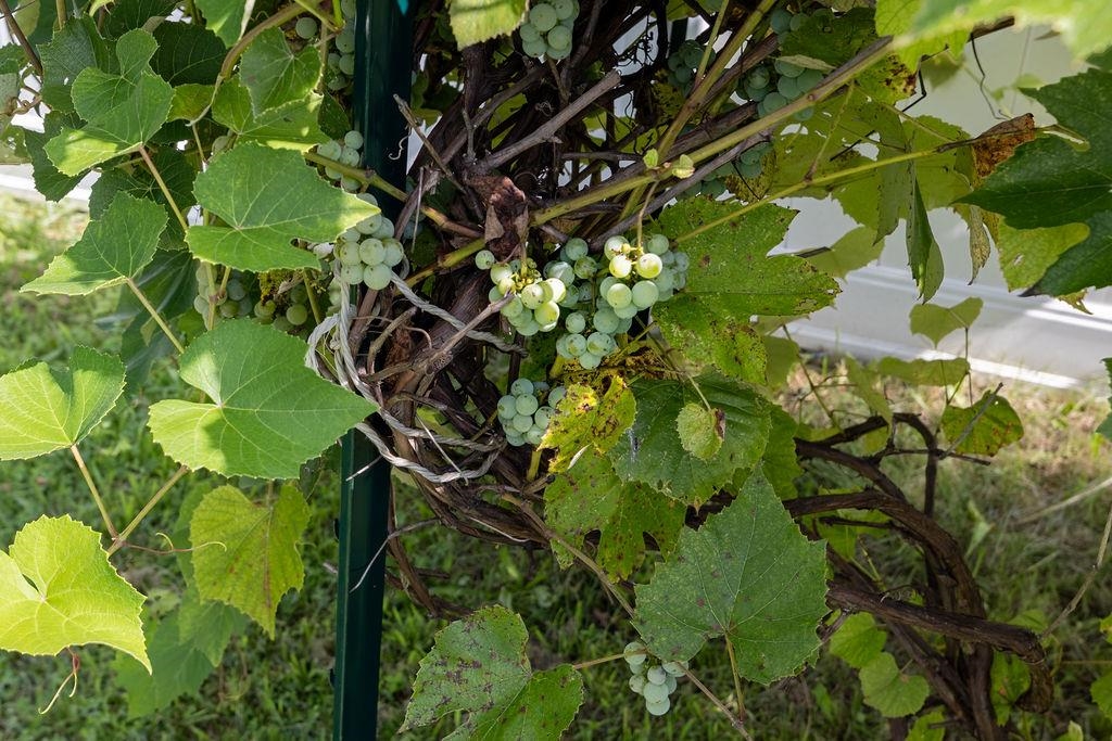 1311 LITTLE SORREL DR, HARRISONBURG, Virginia 22801, 5 Bedrooms Bedrooms, ,3 BathroomsBathrooms,Residential,1311 LITTLE SORREL DR,673561 MLS # 673561