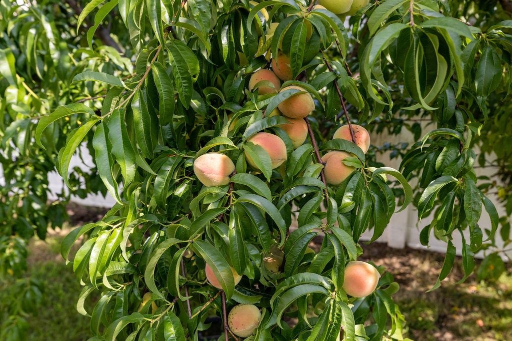 1311 LITTLE SORREL DR, HARRISONBURG, Virginia 22801, 5 Bedrooms Bedrooms, ,3 BathroomsBathrooms,Residential,1311 LITTLE SORREL DR,673561 MLS # 673561