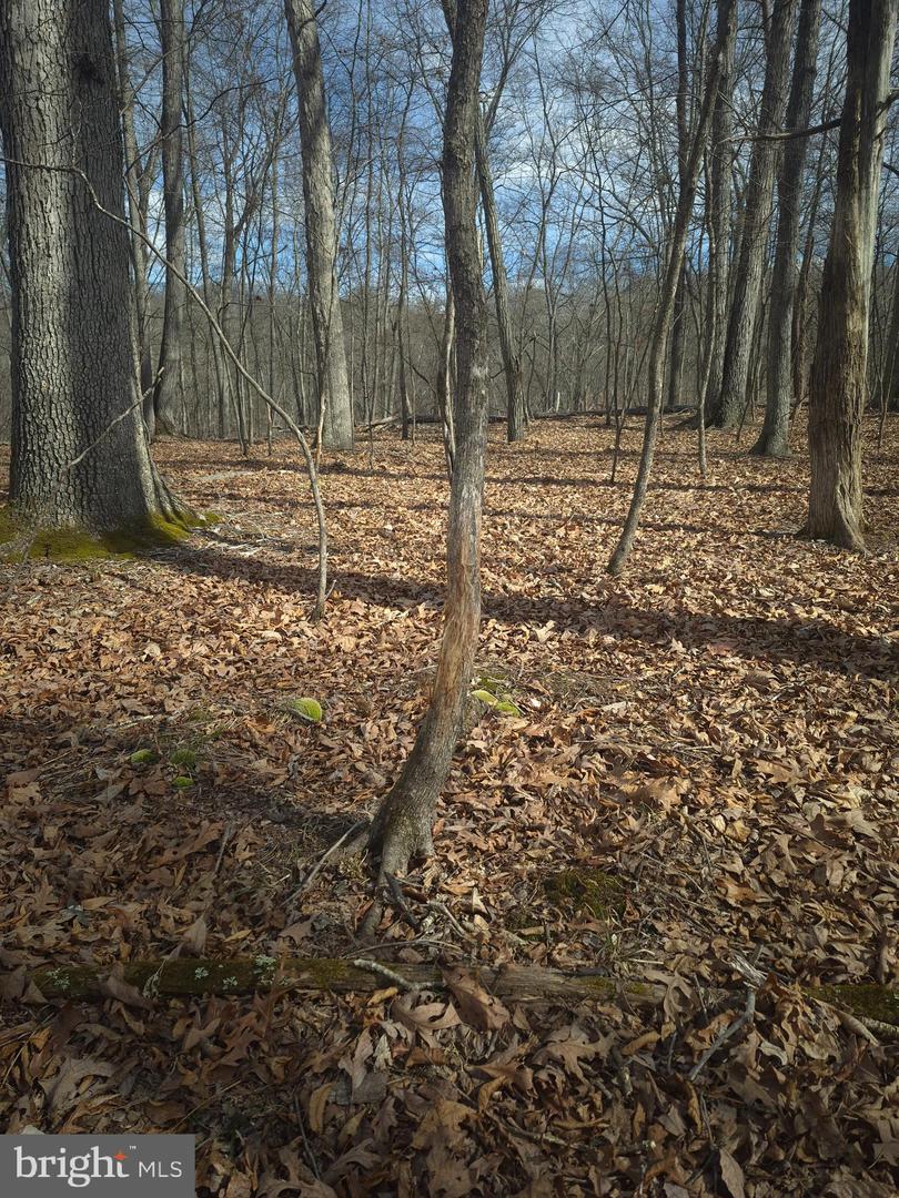 LOT 17 HODGES LN, WINCHESTER, Virginia 22603, ,Land,For sale,LOT 17 HODGES LN,VAFV2039236 MLS # VAFV2039236 LOT 17 HODGES LN, WINCHESTER, Virginia 22603, ,Land,For sale,LOT 17 HODGES LN,VAFV2039236 MLS # VAFV2039236