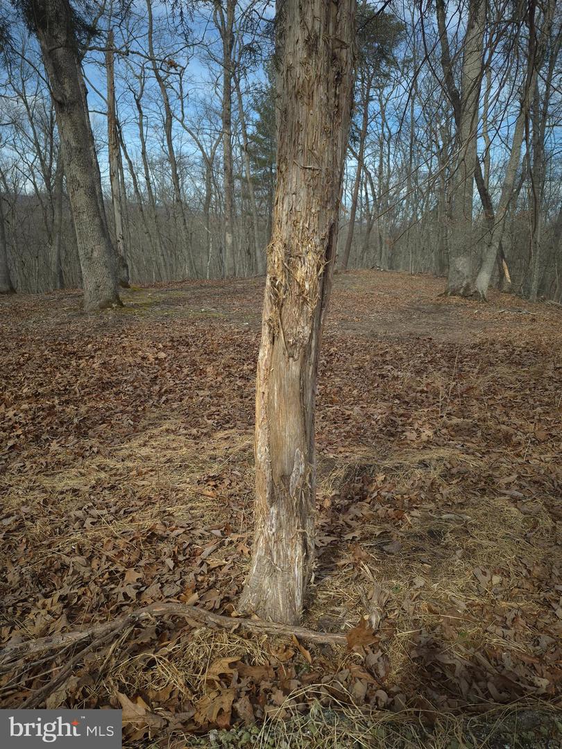 LOT 17 HODGES LN, WINCHESTER, Virginia 22603, ,Land,For sale,LOT 17 HODGES LN,VAFV2039236 MLS # VAFV2039236 LOT 17 HODGES LN, WINCHESTER, Virginia 22603, ,Land,For sale,LOT 17 HODGES LN,VAFV2039236 MLS # VAFV2039236