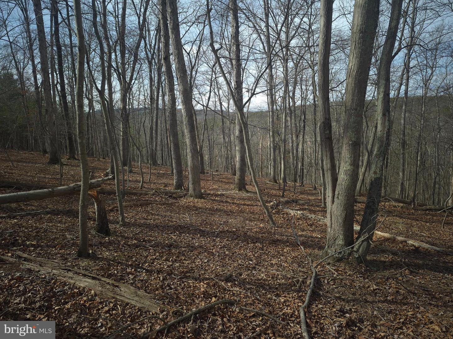 LOT 17 HODGES LN, WINCHESTER, Virginia 22603, ,Land,For sale,LOT 17 HODGES LN,VAFV2039236 MLS # VAFV2039236 LOT 17 HODGES LN, WINCHESTER, Virginia 22603, ,Land,For sale,LOT 17 HODGES LN,VAFV2039236 MLS # VAFV2039236