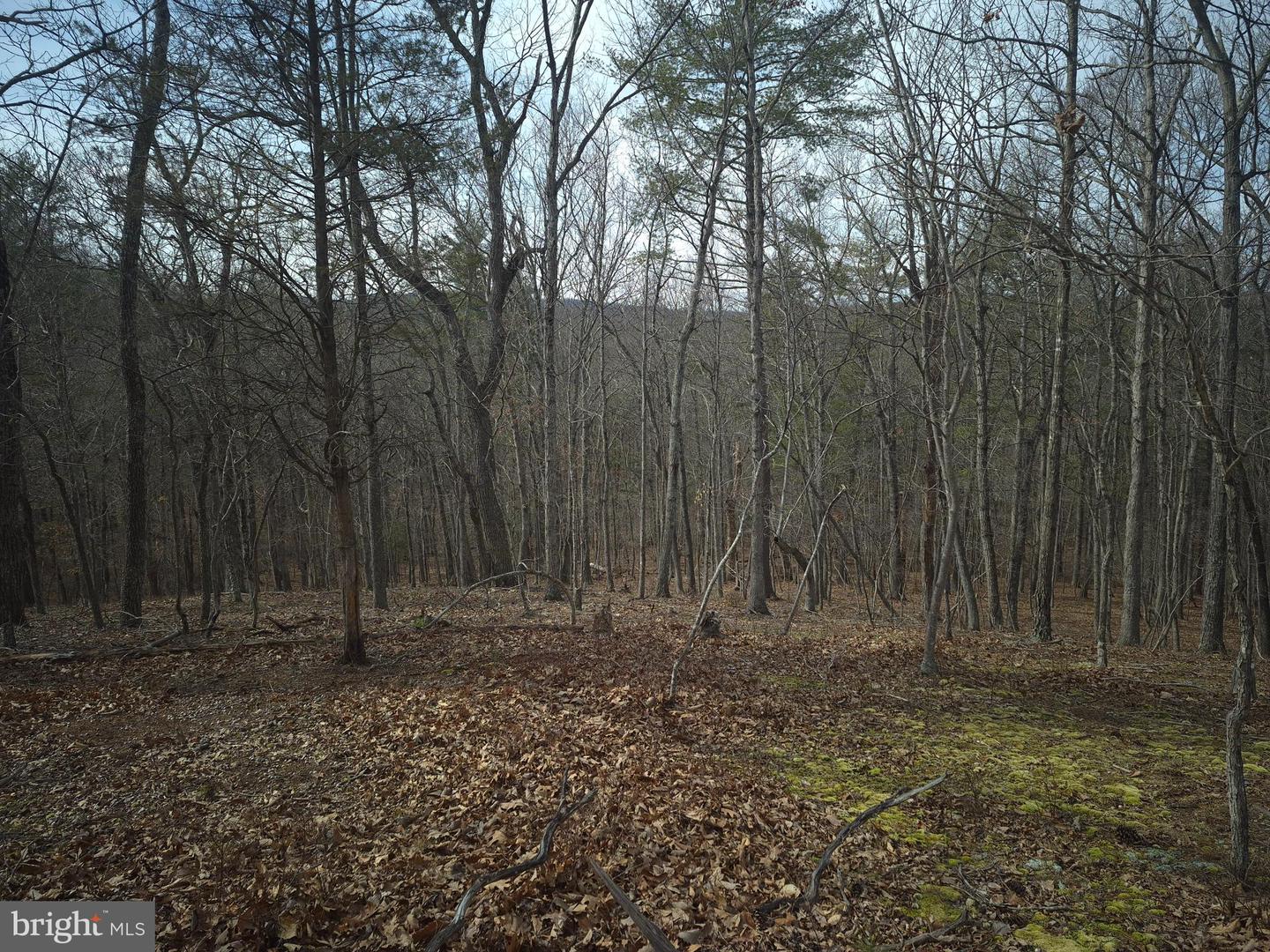 LOT 17 HODGES LN, WINCHESTER, Virginia 22603, ,Land,For sale,LOT 17 HODGES LN,VAFV2039236 MLS # VAFV2039236 LOT 17 HODGES LN, WINCHESTER, Virginia 22603, ,Land,For sale,LOT 17 HODGES LN,VAFV2039236 MLS # VAFV2039236