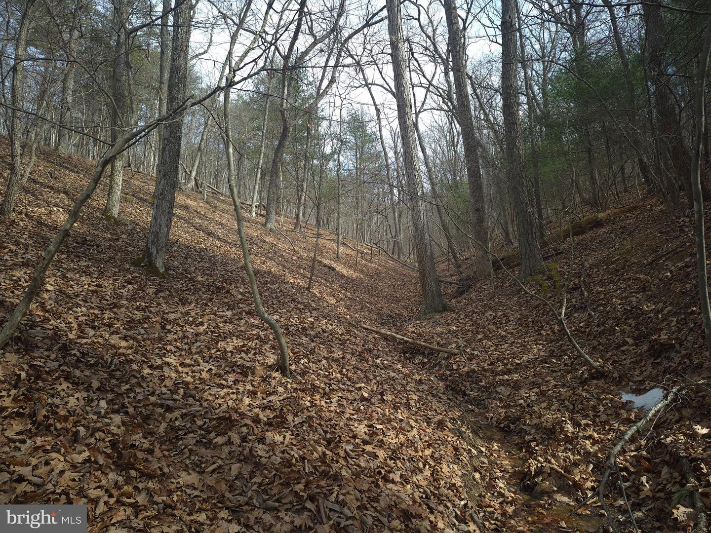 LOT 17 HODGES LN, WINCHESTER, Virginia 22603, ,Land,For sale,LOT 17 HODGES LN,VAFV2039236 MLS # VAFV2039236 LOT 17 HODGES LN, WINCHESTER, Virginia 22603, ,Land,For sale,LOT 17 HODGES LN,VAFV2039236 MLS # VAFV2039236