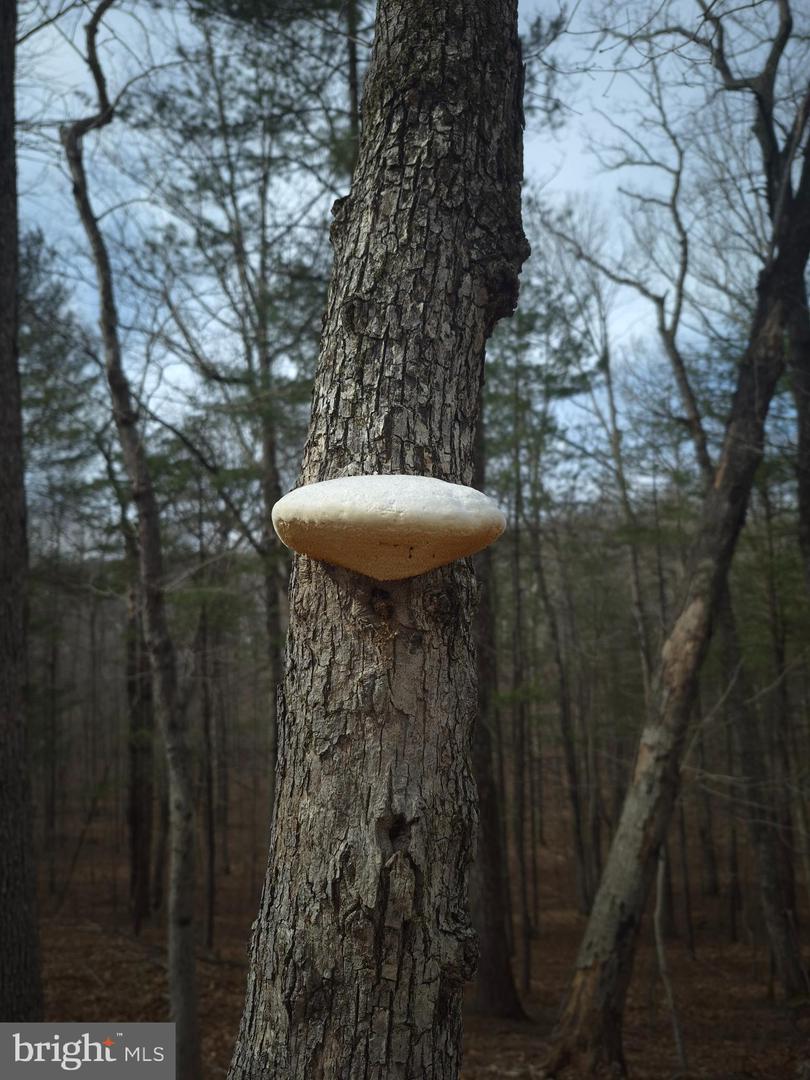 LOT 17 HODGES LN, WINCHESTER, Virginia 22603, ,Land,For sale,LOT 17 HODGES LN,VAFV2039236 MLS # VAFV2039236 LOT 17 HODGES LN, WINCHESTER, Virginia 22603, ,Land,For sale,LOT 17 HODGES LN,VAFV2039236 MLS # VAFV2039236