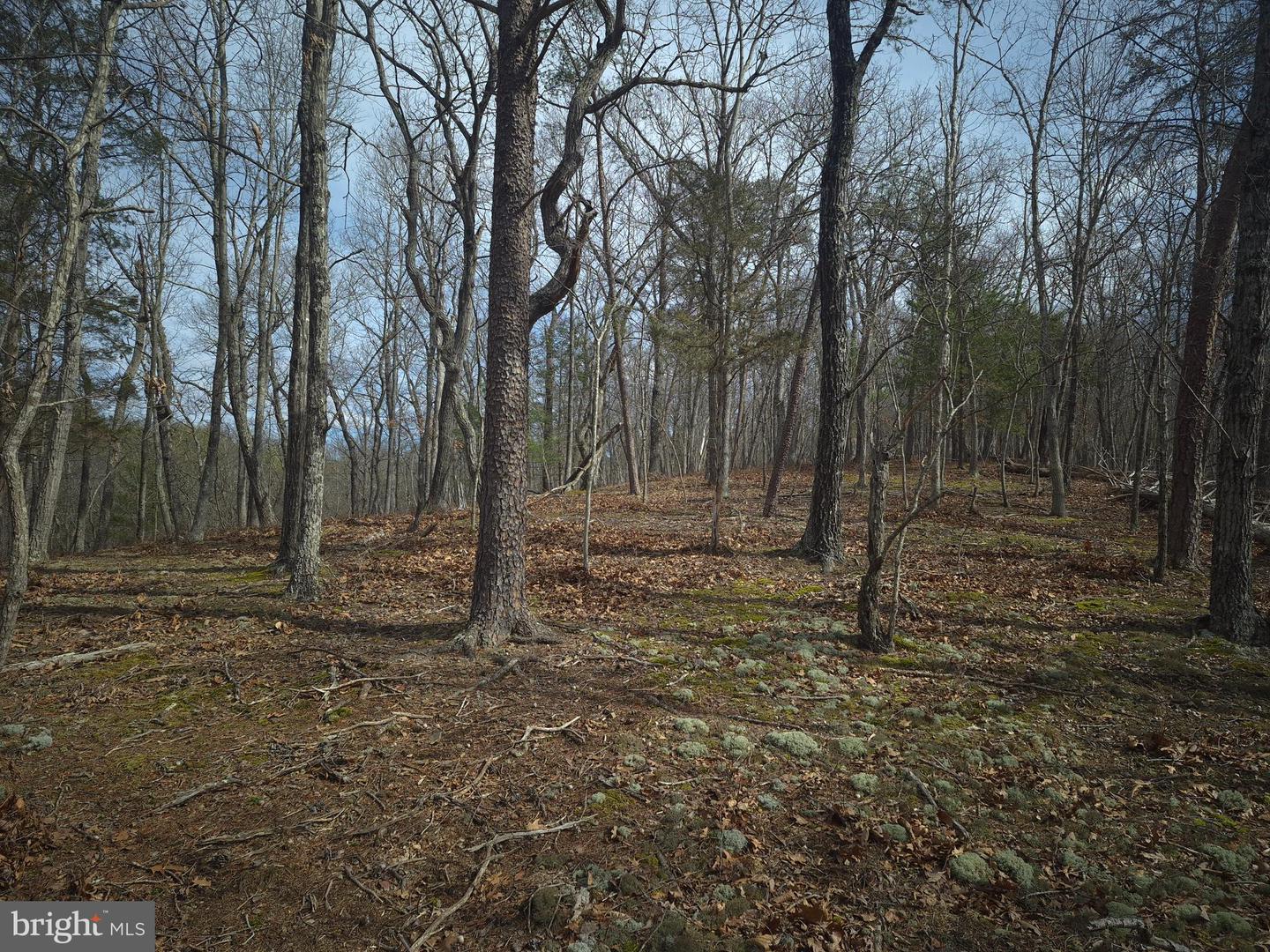 LOT 17 HODGES LN, WINCHESTER, Virginia 22603, ,Land,For sale,LOT 17 HODGES LN,VAFV2039236 MLS # VAFV2039236 LOT 17 HODGES LN, WINCHESTER, Virginia 22603, ,Land,For sale,LOT 17 HODGES LN,VAFV2039236 MLS # VAFV2039236