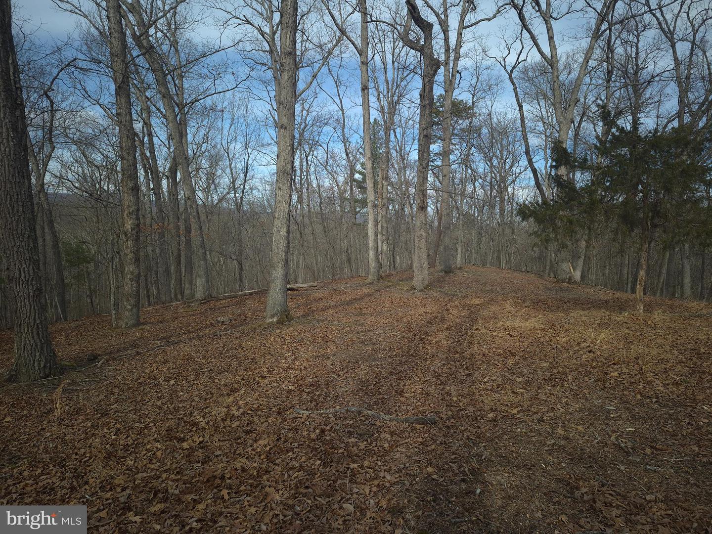 LOT 17 HODGES LN, WINCHESTER, Virginia 22603, ,Land,For sale,LOT 17 HODGES LN,VAFV2039236 MLS # VAFV2039236 LOT 17 HODGES LN, WINCHESTER, Virginia 22603, ,Land,For sale,LOT 17 HODGES LN,VAFV2039236 MLS # VAFV2039236