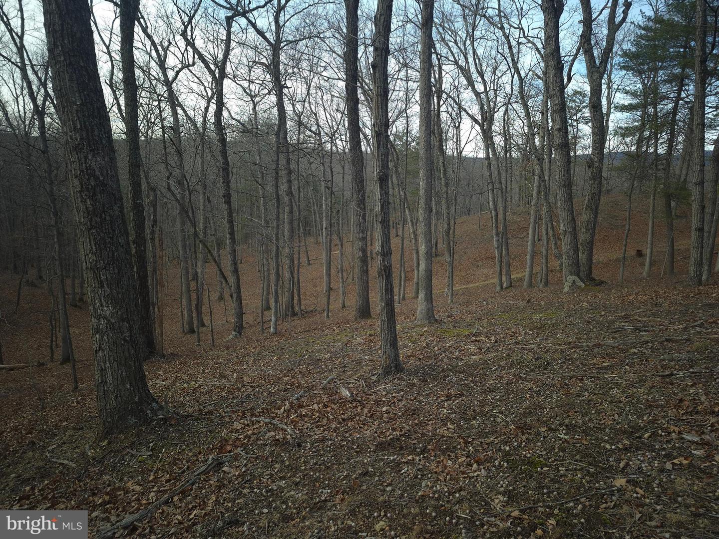 LOT 16 HODGES LN, WINCHESTER, Virginia 22603, ,Land,For sale,LOT 16 HODGES LN,VAFV2039238 MLS # VAFV2039238 LOT 16 HODGES LN, WINCHESTER, Virginia 22603, ,Land,For sale,LOT 16 HODGES LN,VAFV2039238 MLS # VAFV2039238