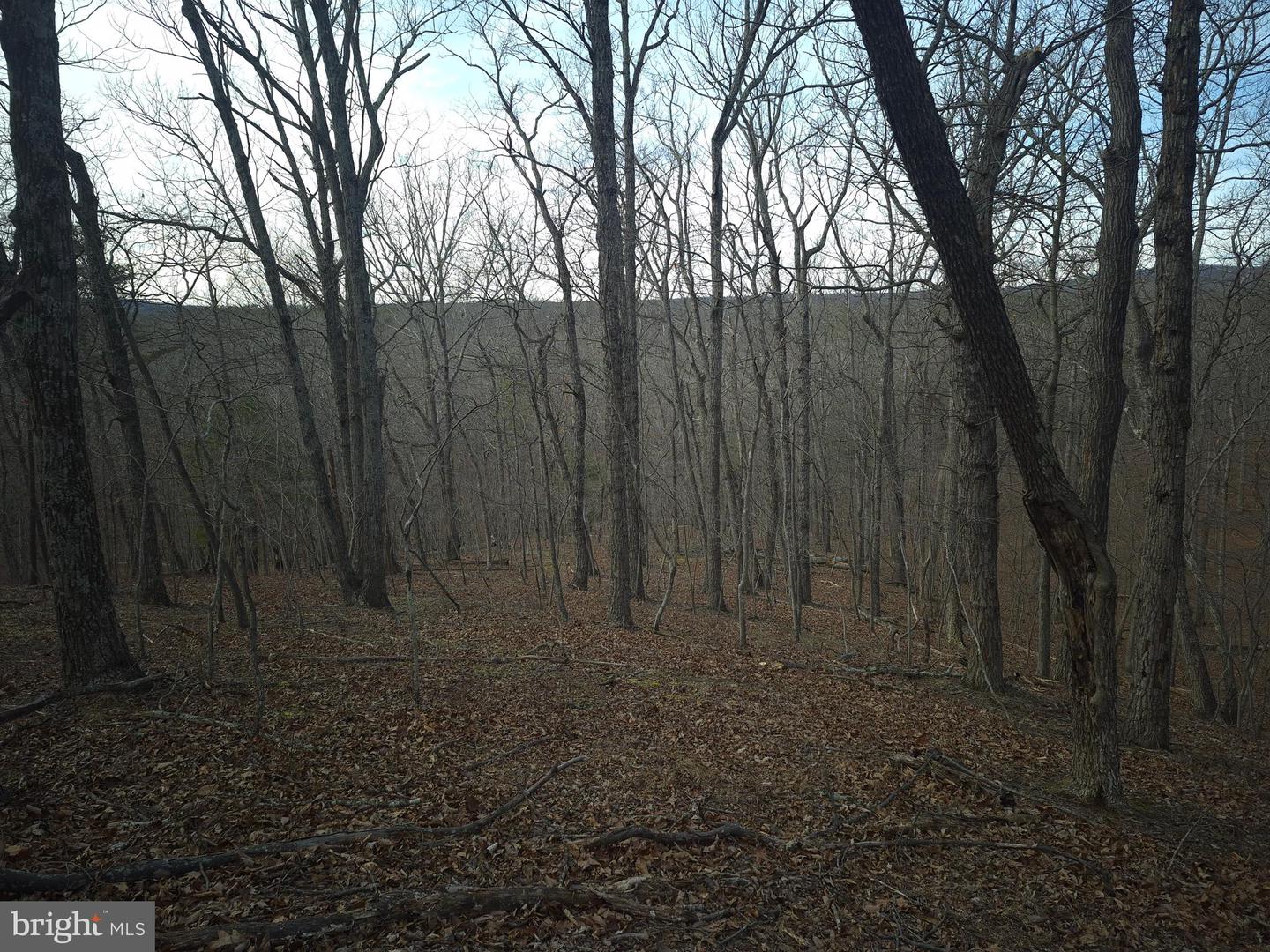 LOT 16 HODGES LN, WINCHESTER, Virginia 22603, ,Land,For sale,LOT 16 HODGES LN,VAFV2039238 MLS # VAFV2039238 LOT 16 HODGES LN, WINCHESTER, Virginia 22603, ,Land,For sale,LOT 16 HODGES LN,VAFV2039238 MLS # VAFV2039238