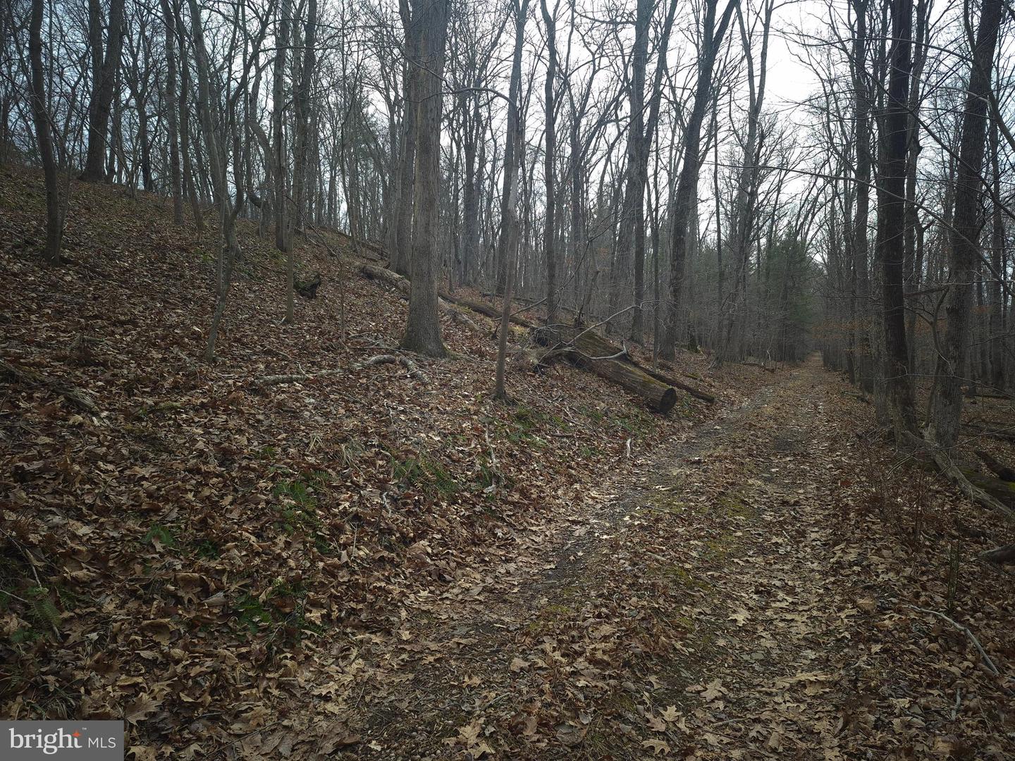 LOT 16 HODGES LN, WINCHESTER, Virginia 22603, ,Land,For sale,LOT 16 HODGES LN,VAFV2039238 MLS # VAFV2039238 LOT 16 HODGES LN, WINCHESTER, Virginia 22603, ,Land,For sale,LOT 16 HODGES LN,VAFV2039238 MLS # VAFV2039238