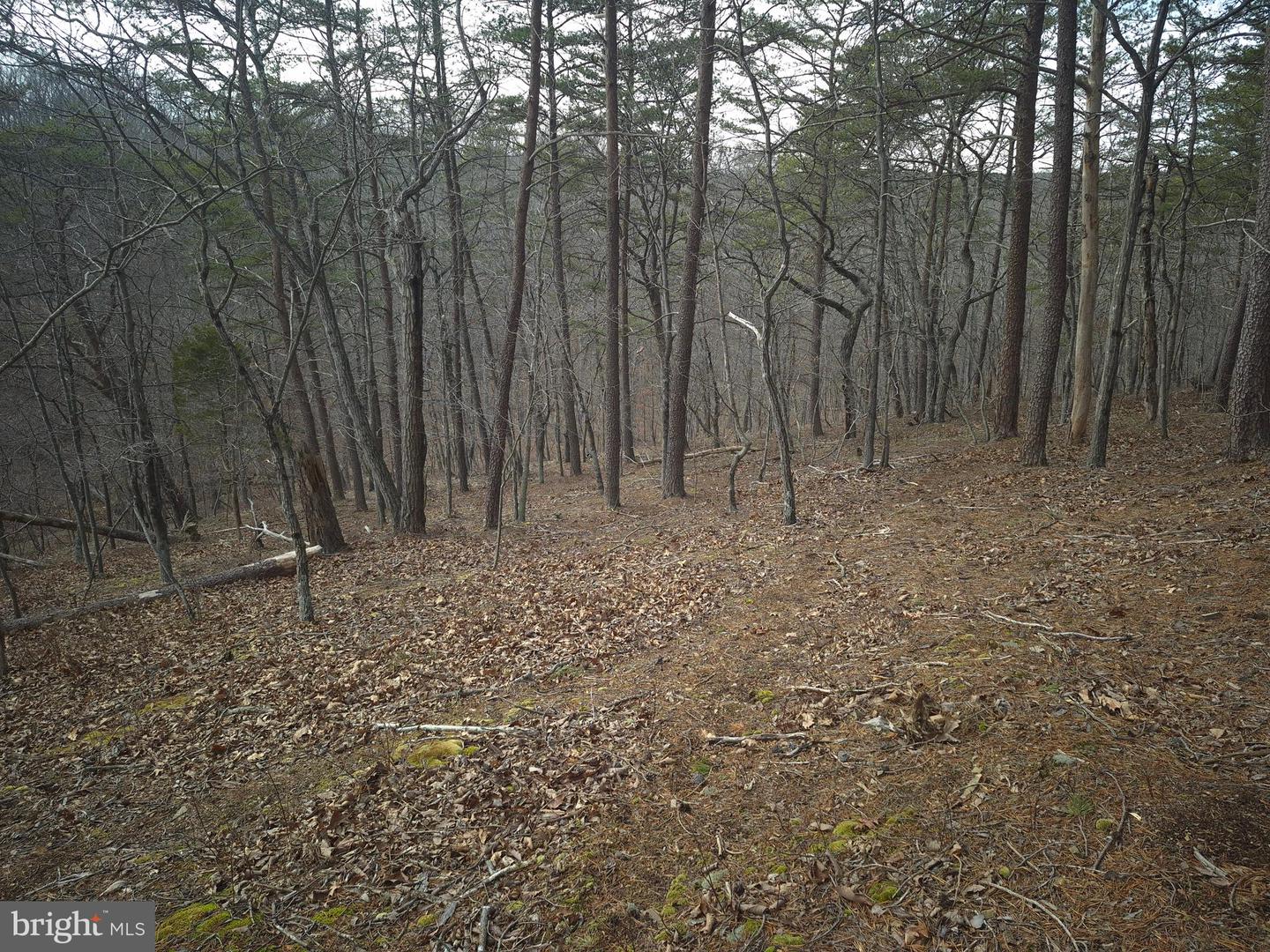 LOT 16 HODGES LN, WINCHESTER, Virginia 22603, ,Land,For sale,LOT 16 HODGES LN,VAFV2039238 MLS # VAFV2039238 LOT 16 HODGES LN, WINCHESTER, Virginia 22603, ,Land,For sale,LOT 16 HODGES LN,VAFV2039238 MLS # VAFV2039238