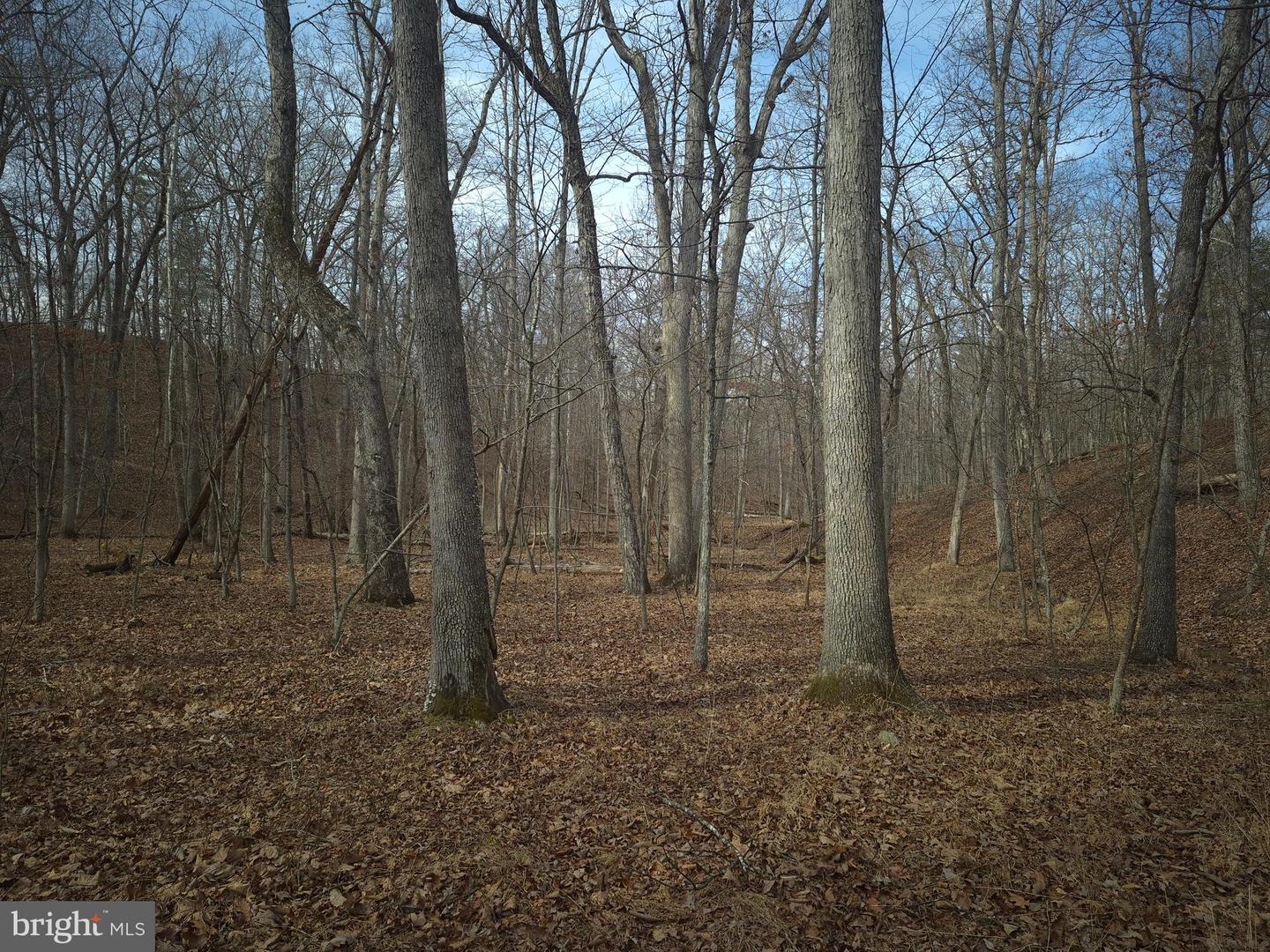 LOT 16 HODGES LN, WINCHESTER, Virginia 22603, ,Land,For sale,LOT 16 HODGES LN,VAFV2039238 MLS # VAFV2039238 LOT 16 HODGES LN, WINCHESTER, Virginia 22603, ,Land,For sale,LOT 16 HODGES LN,VAFV2039238 MLS # VAFV2039238