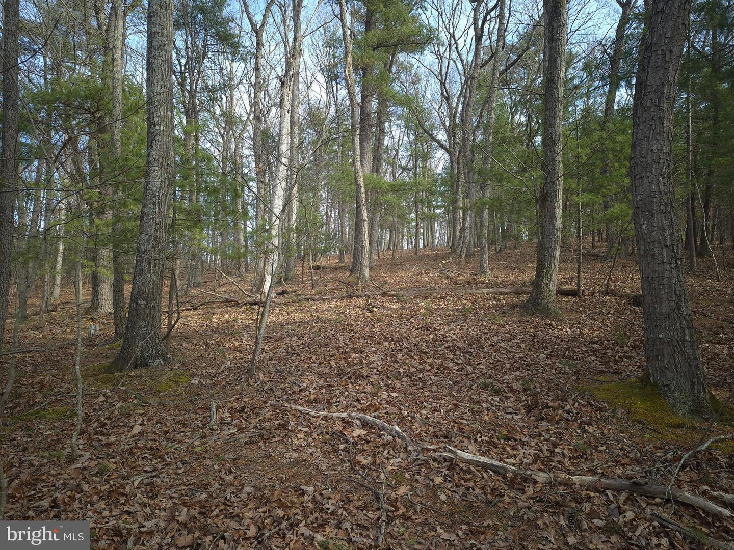 196 HODGES LN, WINCHESTER, Virginia 22603, ,Land,For sale,196 HODGES LN,VAFV2039240 MLS # VAFV2039240 196 HODGES LN, WINCHESTER, Virginia 22603, ,Land,For sale,196 HODGES LN,VAFV2039240 MLS # VAFV2039240