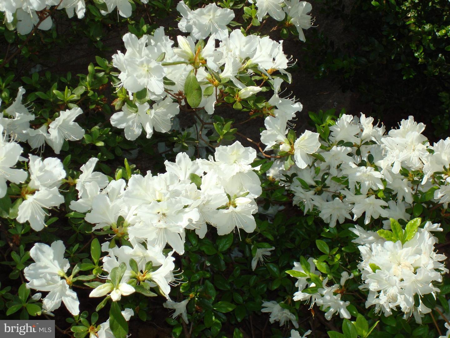 6319 FENESTRA CT #138A, BURKE, Virginia 22015, 2 Bedrooms Bedrooms, ,2 BathroomsBathrooms,Residential,For sale,6319 FENESTRA CT #138A,VAFX2290526 MLS # VAFX2290526 6319 FENESTRA CT #138A, BURKE, Virginia 22015, 2 Bedrooms Bedrooms, ,2 BathroomsBathrooms,Residential,For sale,6319 FENESTRA CT #138A,VAFX2290526 MLS # VAFX2290526