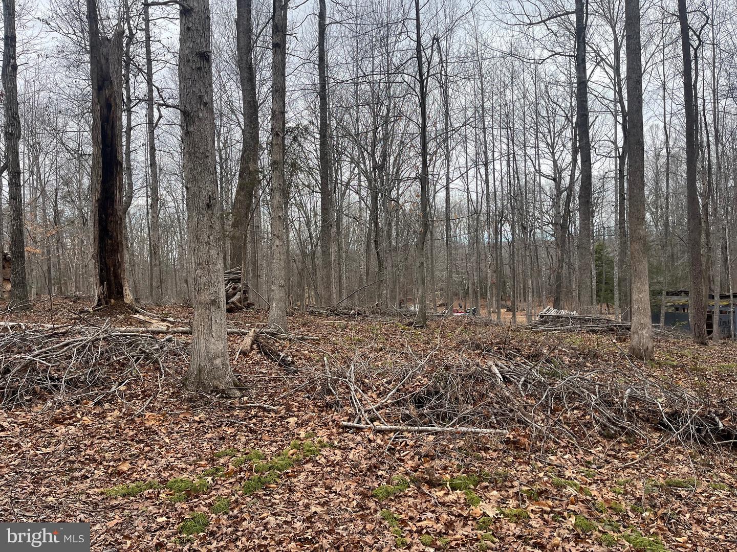 13220 BLACKWOOD FOREST DR, GOLDVEIN, Virginia 22720, ,Land,For sale,13220 BLACKWOOD FOREST DR,VAFQ2020702 MLS # VAFQ2020702 13220 BLACKWOOD FOREST DR, GOLDVEIN, Virginia 22720, ,Land,For sale,13220 BLACKWOOD FOREST DR,VAFQ2020702 MLS # VAFQ2020702
