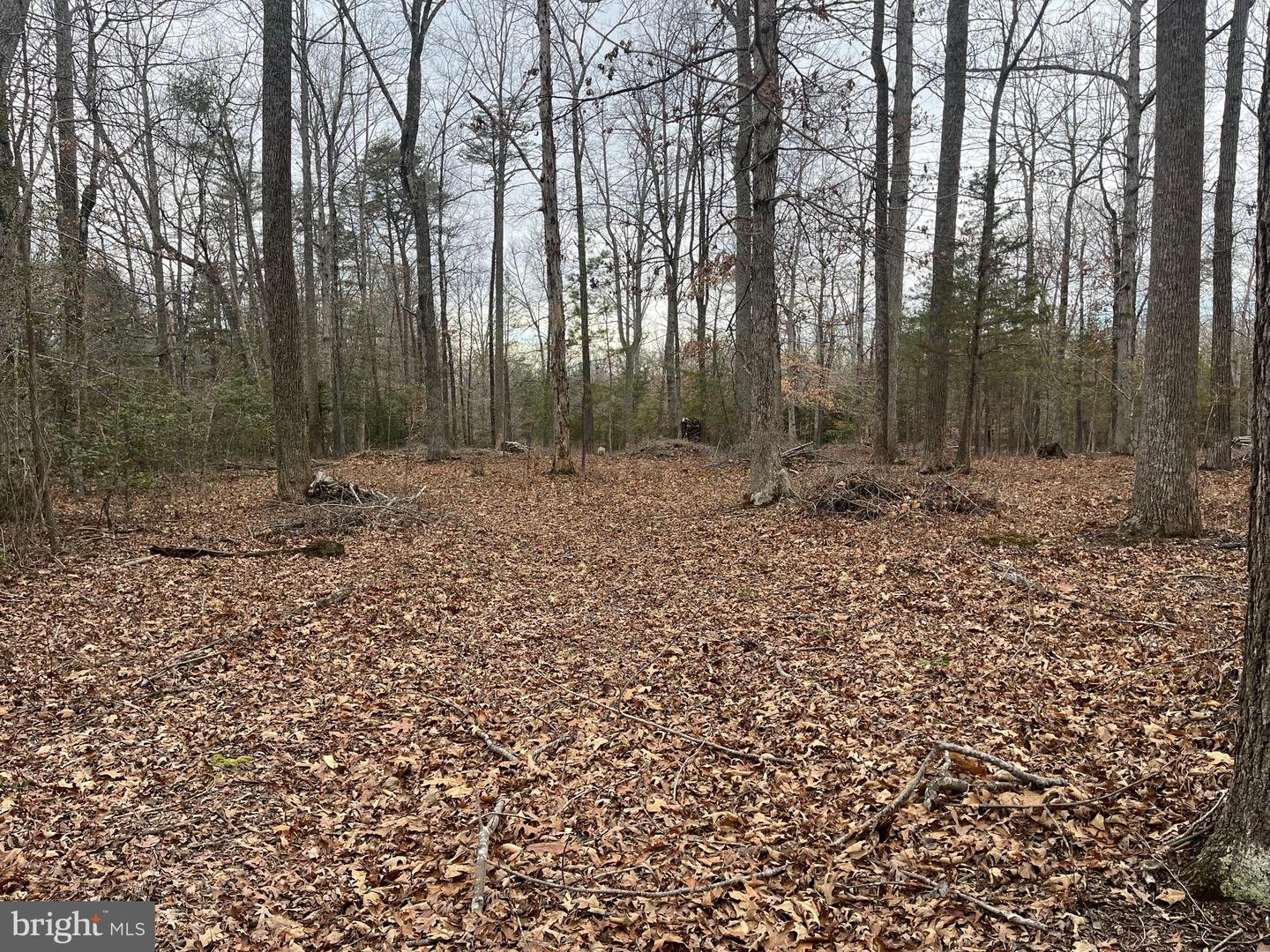 13220 BLACKWOOD FOREST DR, GOLDVEIN, Virginia 22720, ,Land,For sale,13220 BLACKWOOD FOREST DR,VAFQ2020702 MLS # VAFQ2020702 13220 BLACKWOOD FOREST DR, GOLDVEIN, Virginia 22720, ,Land,For sale,13220 BLACKWOOD FOREST DR,VAFQ2020702 MLS # VAFQ2020702