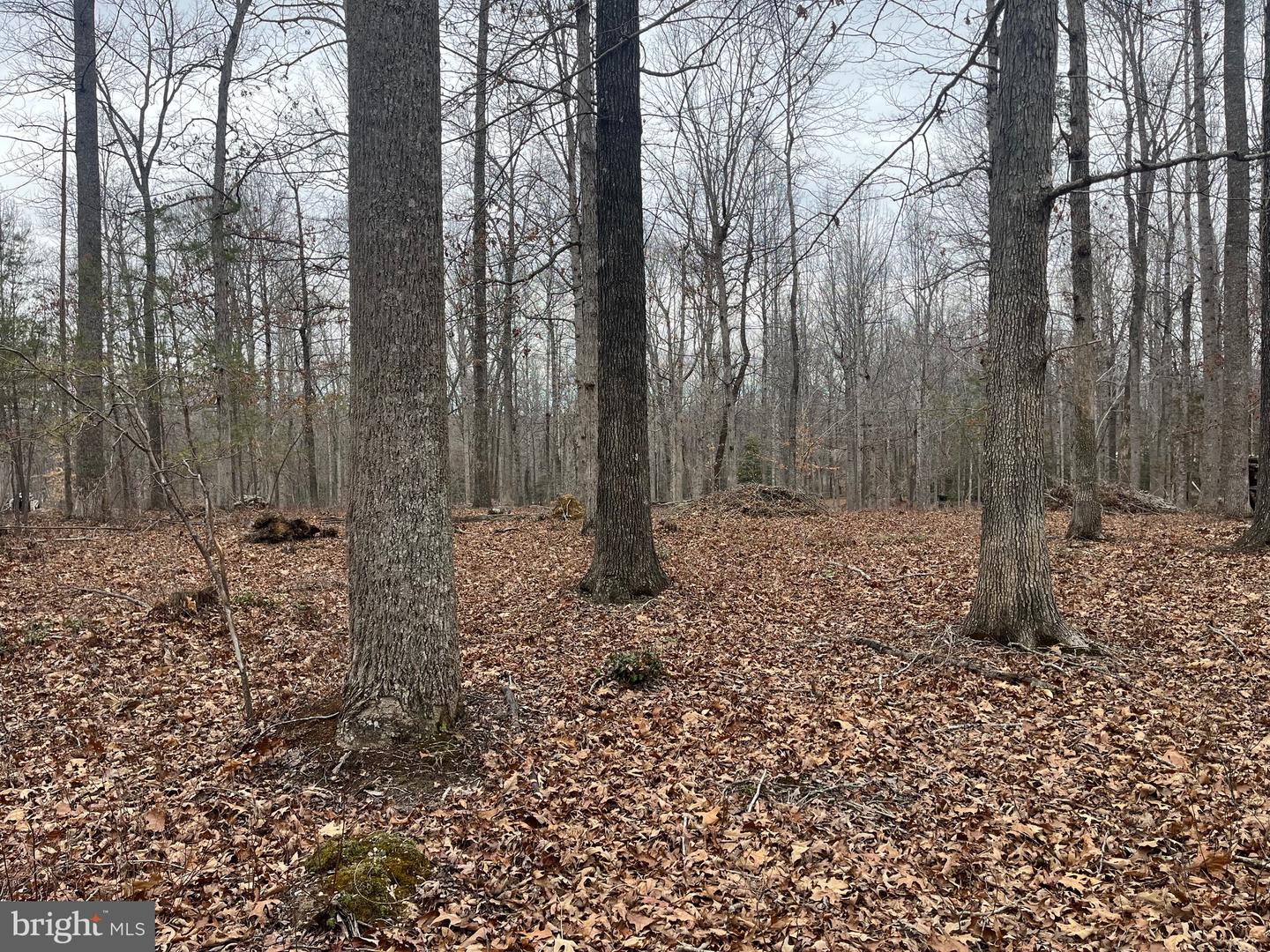 13220 BLACKWOOD FOREST DR, GOLDVEIN, Virginia 22720, ,Land,For sale,13220 BLACKWOOD FOREST DR,VAFQ2020702 MLS # VAFQ2020702 13220 BLACKWOOD FOREST DR, GOLDVEIN, Virginia 22720, ,Land,For sale,13220 BLACKWOOD FOREST DR,VAFQ2020702 MLS # VAFQ2020702